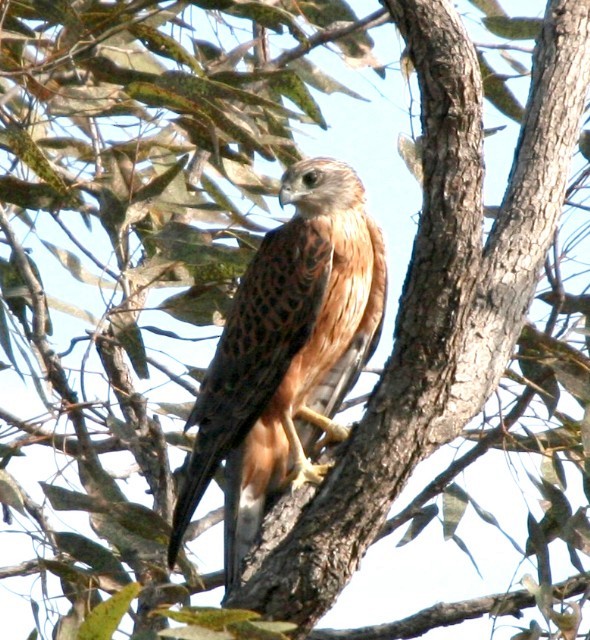 Red Goshawk - ML204352221