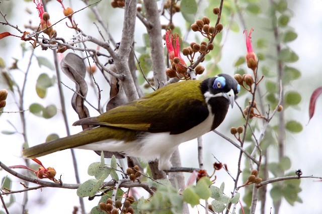 Blue-faced Honeyeater (White-quilled) - ML204352371