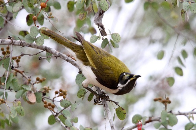 Blue-faced Honeyeater (White-quilled) - ML204352381