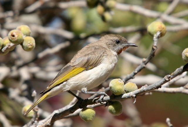 Rufous-throated Honeyeater - ML204352541