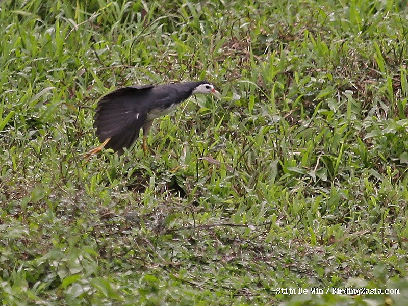 White-breasted Waterhen - ML204352781