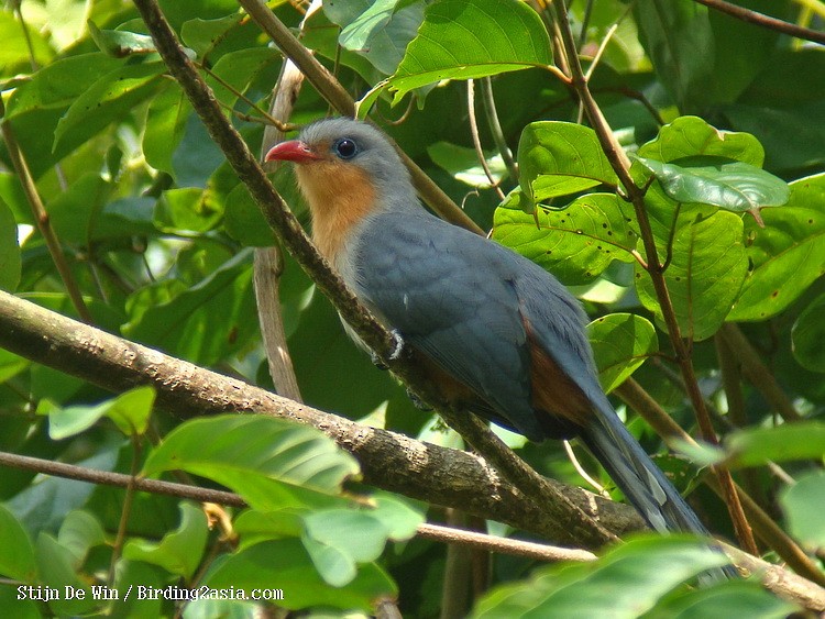 Red-billed Malkoha - ML204352801