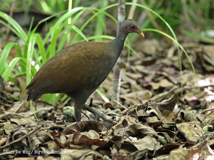 Philippine Megapode - ML204352851