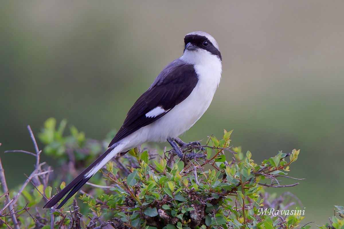 Gray-backed Fiscal - Maurizio Ravasini