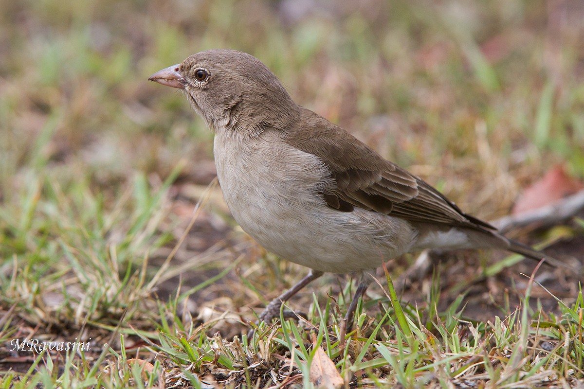 Yellow-spotted Bush Sparrow - Maurizio Ravasini