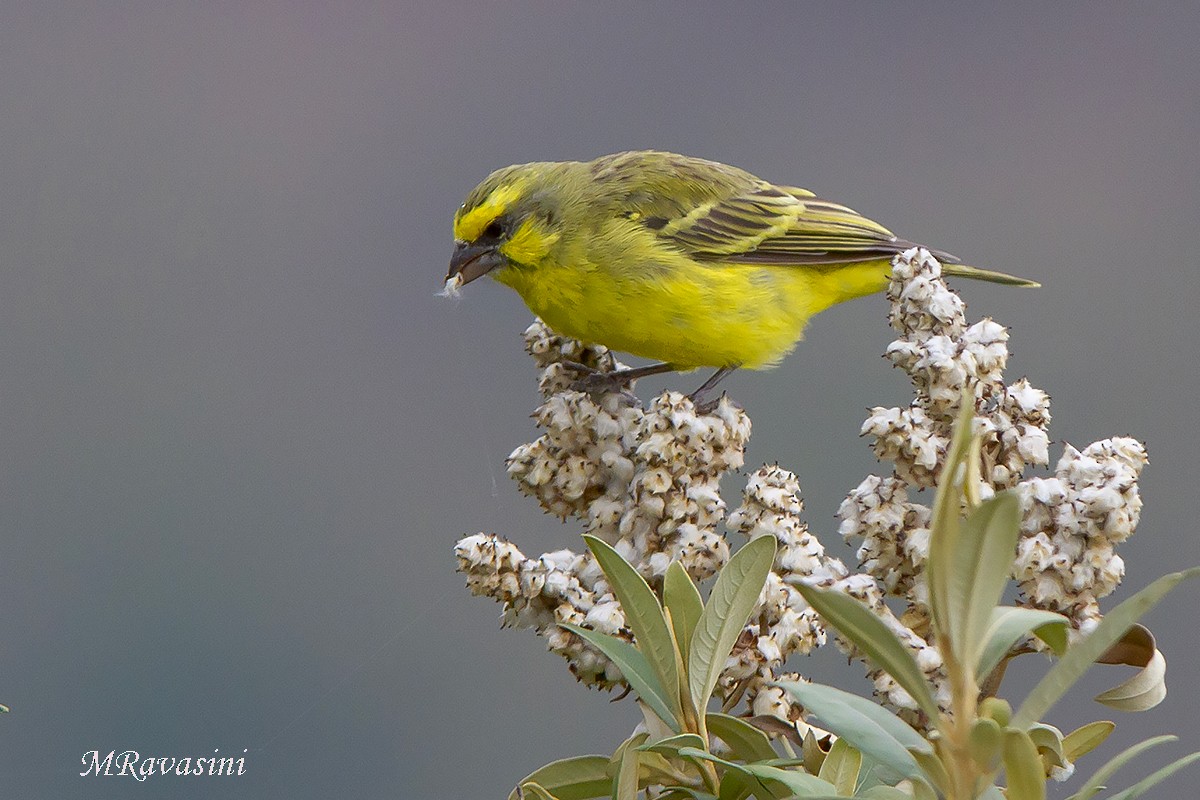 Yellow-fronted Canary - ML204353431