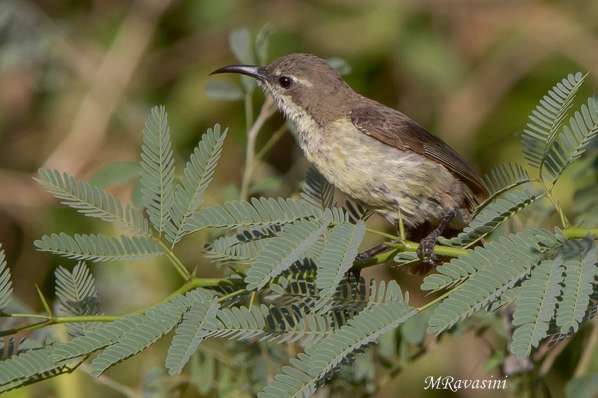 Beautiful Sunbird - ML204353471