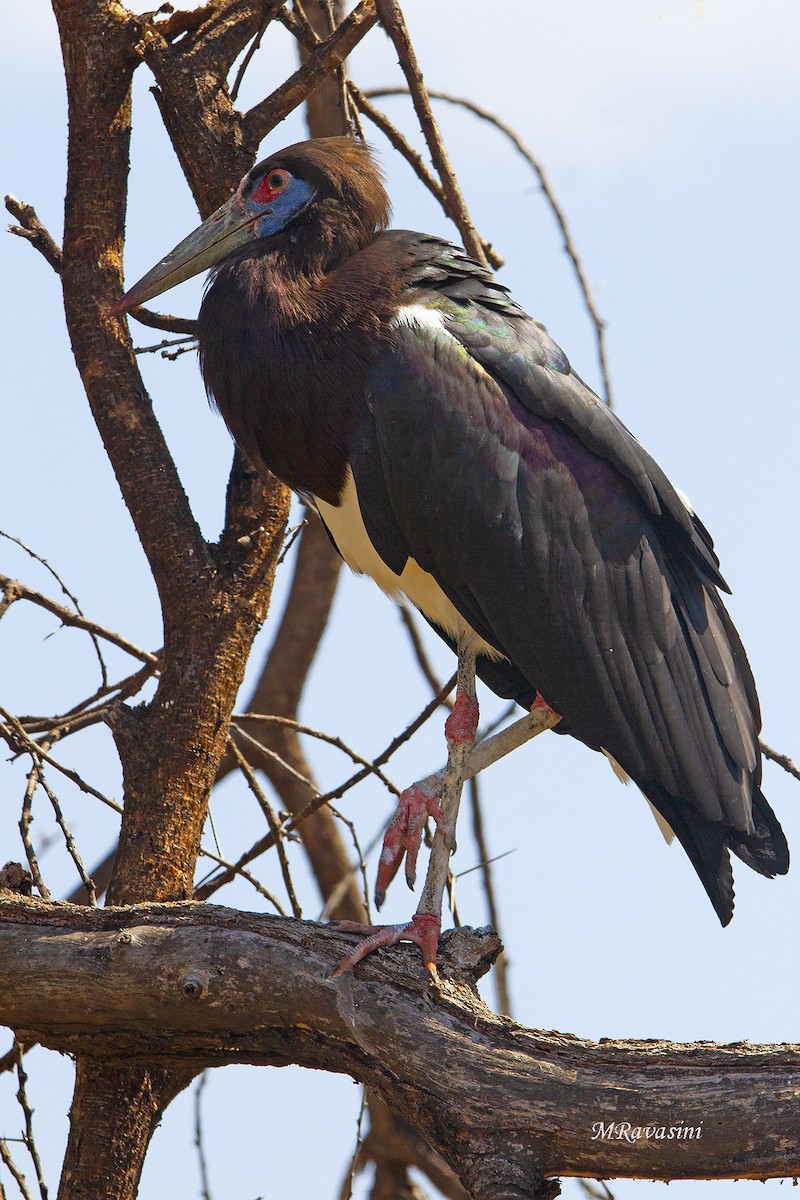 Abdim's Stork - ML204353601