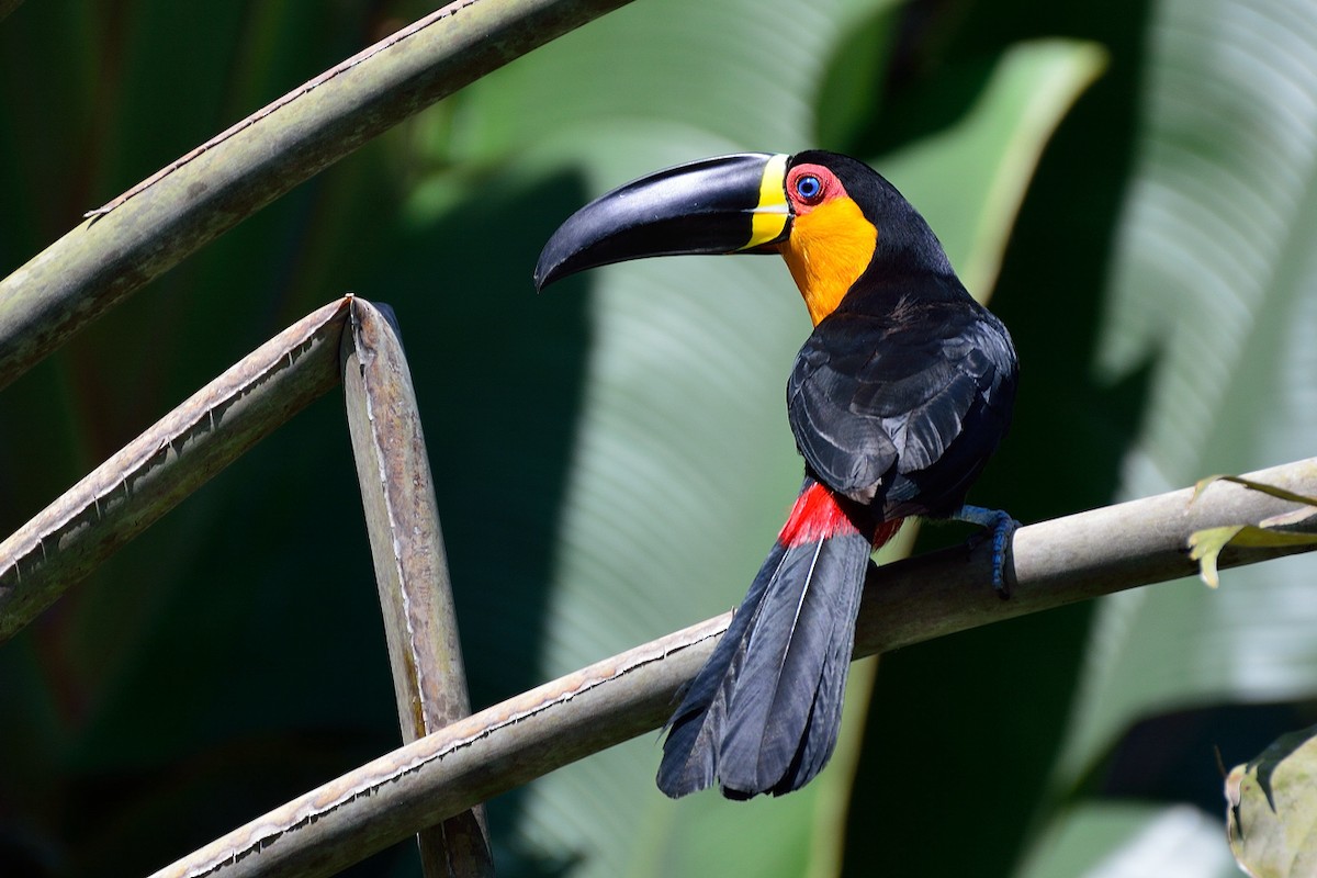 Channel-billed Toucan - Ruben Gaasenbeek