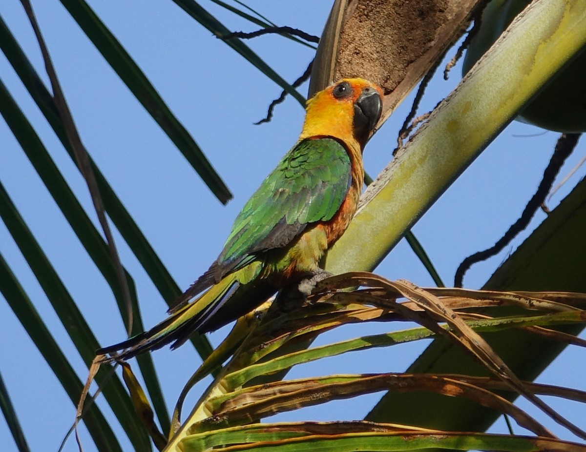 Jandaya Parakeet - ML204353921