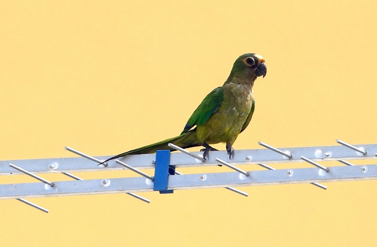 Peach-fronted Parakeet - ML204353931