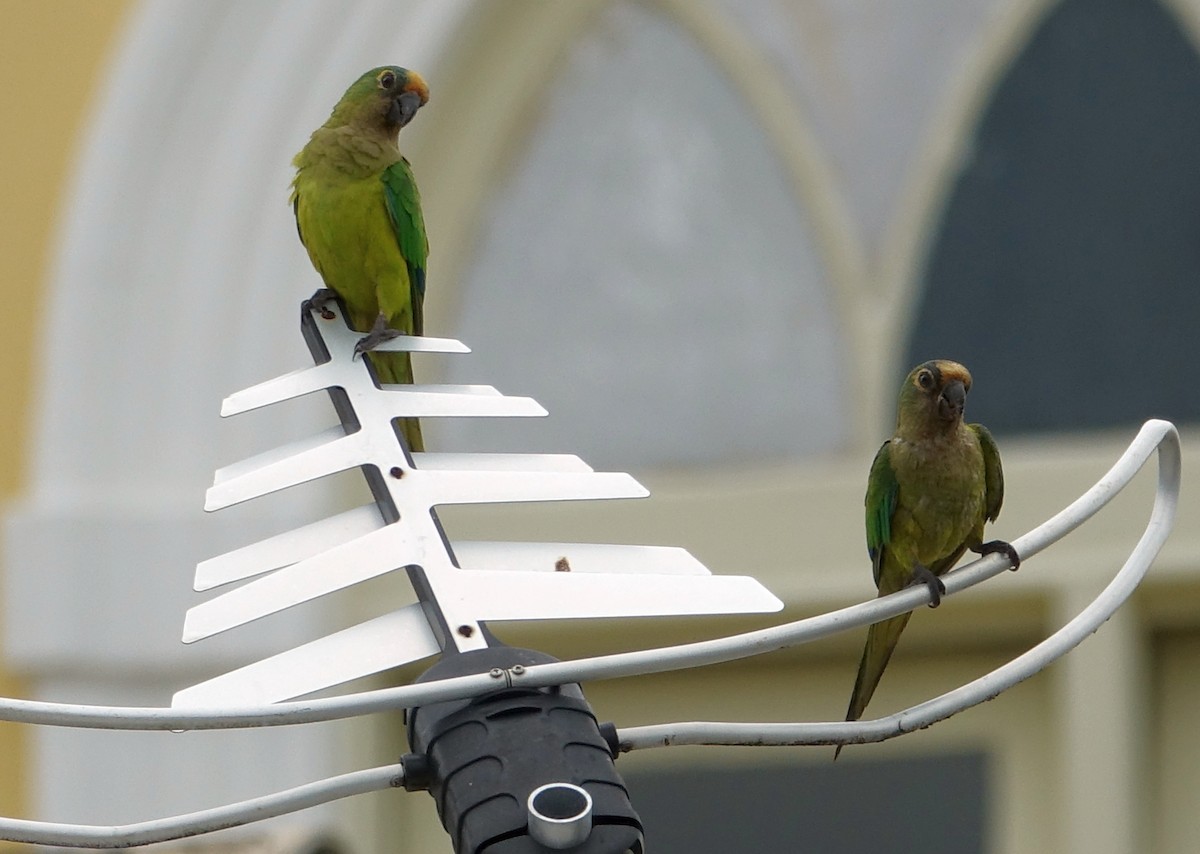 Peach-fronted Parakeet - ML204353941