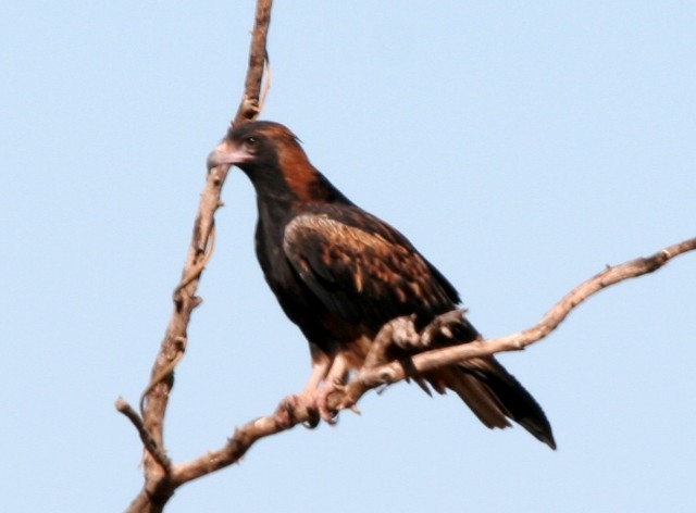 Black-breasted Kite - ML204354101