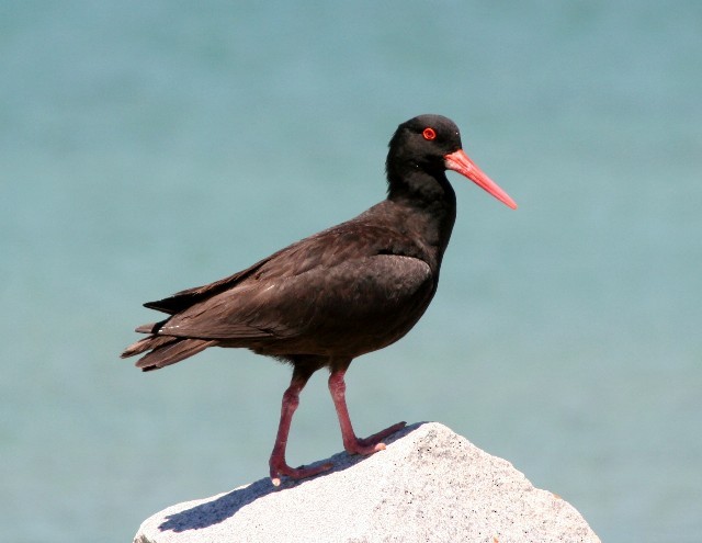 Sooty Oystercatcher - ML204354431