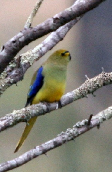 Blue-winged Parrot - ML204354541