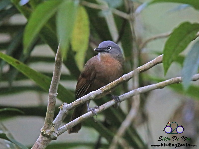 Ashy-headed Laughingthrush - ML204354561