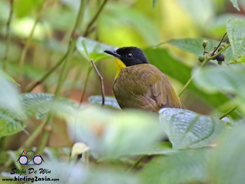 Bulbul à tête noire - ML204354591