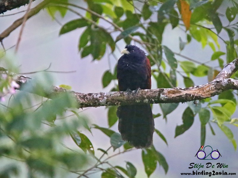 Green-billed Coucal - ML204354611