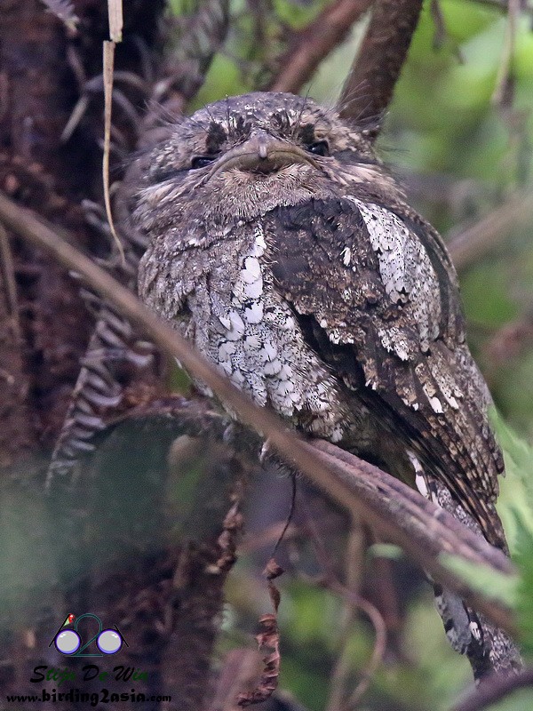 Sri Lanka Frogmouth - ML204354631