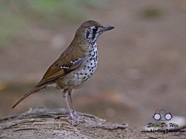 Spot-winged Thrush - ML204354651