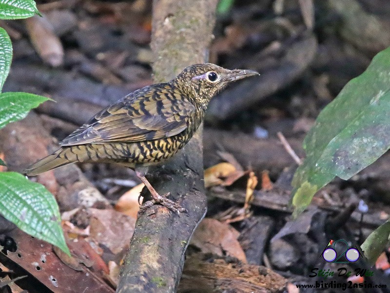 Sri Lanka Thrush - Stijn De Win