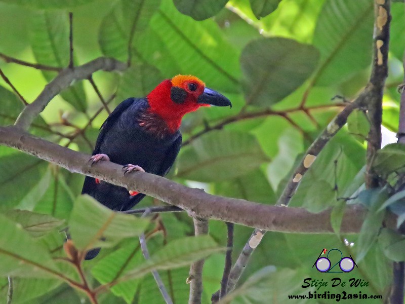 Bornean Bristlehead - Stijn De Win