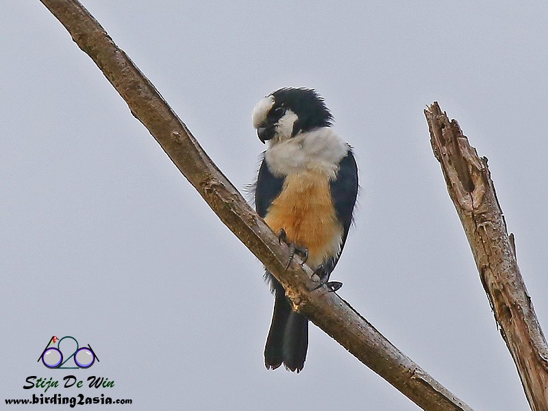White-fronted Falconet - Stijn De Win