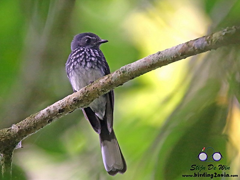 Spotted Fantail - Stijn De Win