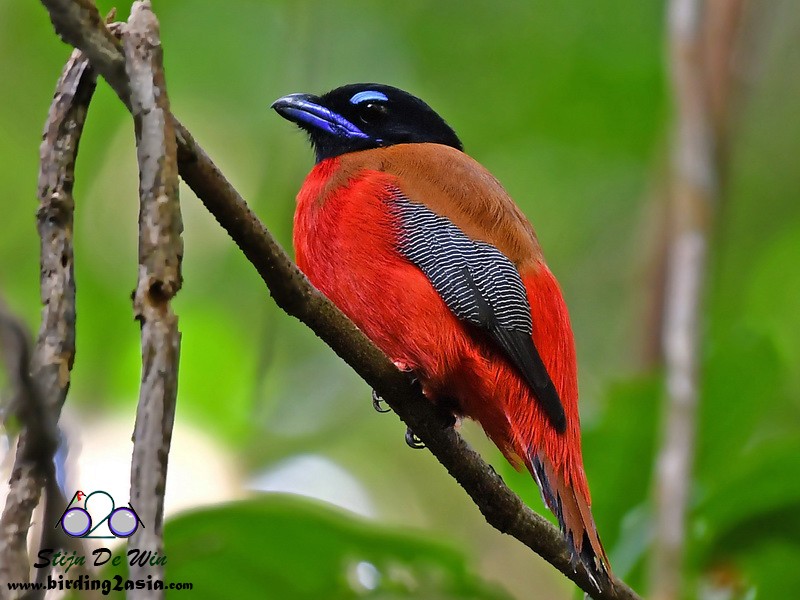Scarlet-rumped Trogon - ML204354851