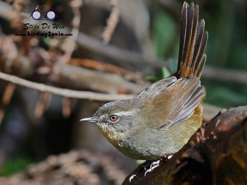Sri Lanka Bush Warbler - Stijn De Win