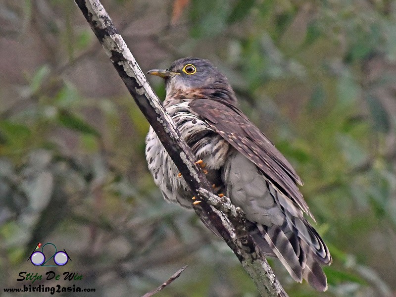 Dark Hawk-Cuckoo - ML204354941