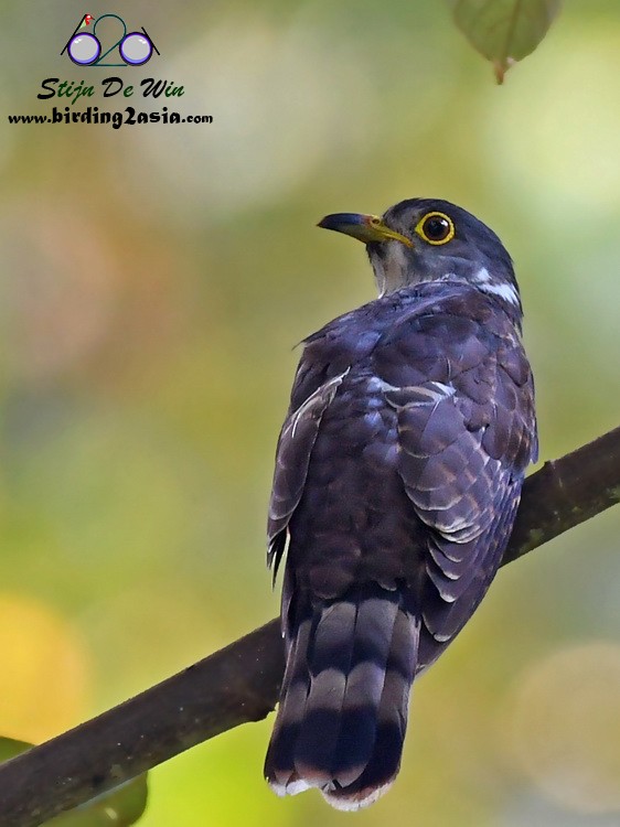 Malaysian Hawk-Cuckoo - ML204354951