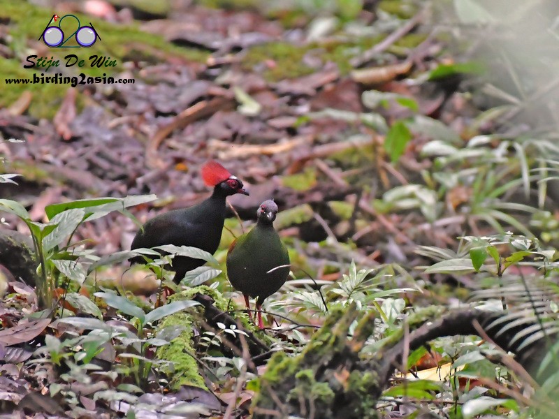 Crested Partridge - Stijn De Win