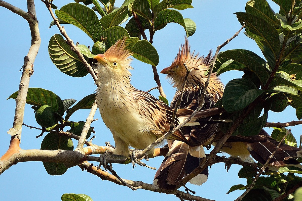 Guira Cuckoo - ML204355031