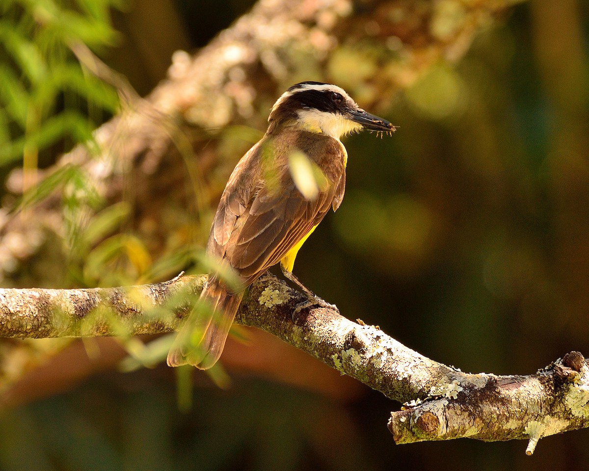 Great Kiskadee - ML204355141