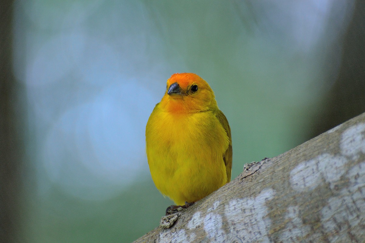 Saffron Finch - Ruben Gaasenbeek