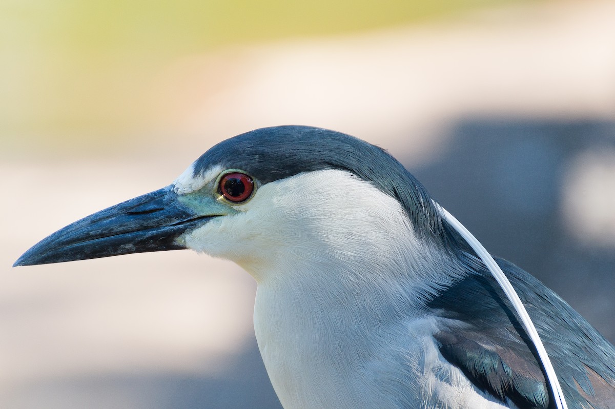 Black-crowned Night Heron - ML204355201