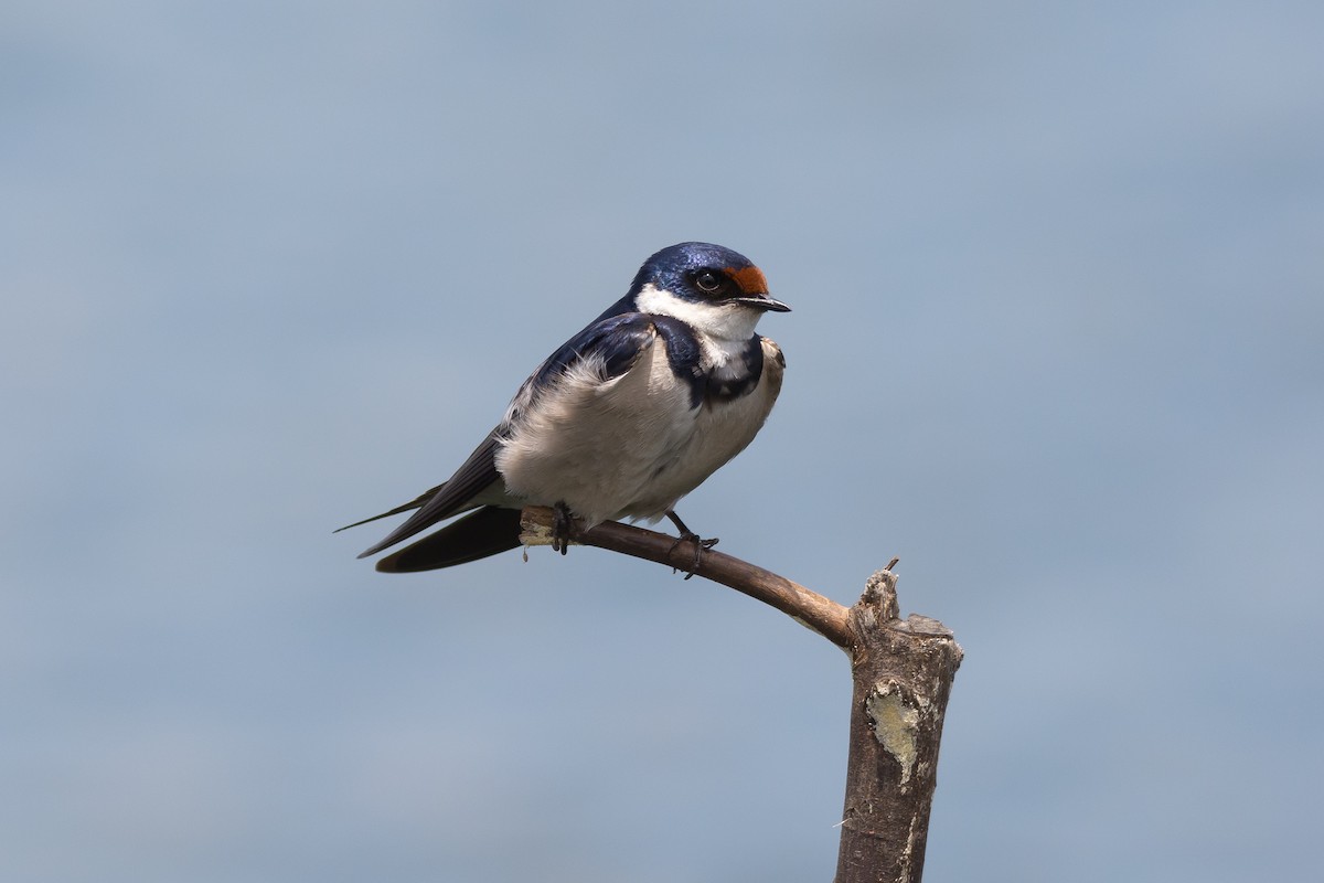 White-throated Swallow - ML204355271