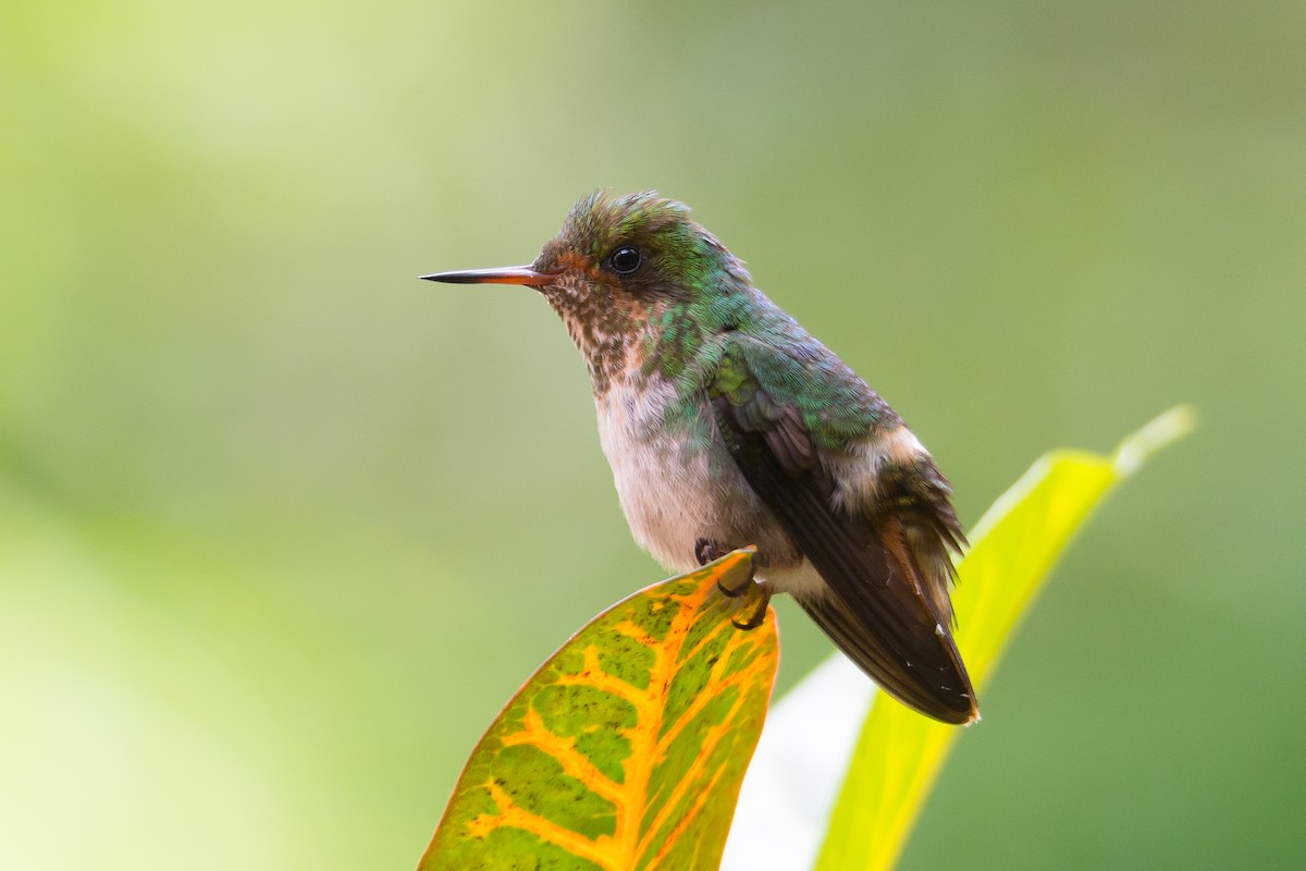 Frilled Coquette - Ruben Gaasenbeek