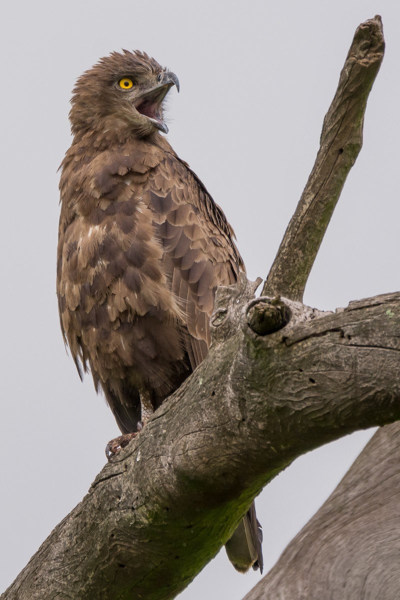 Brown Snake-Eagle - ML204355431