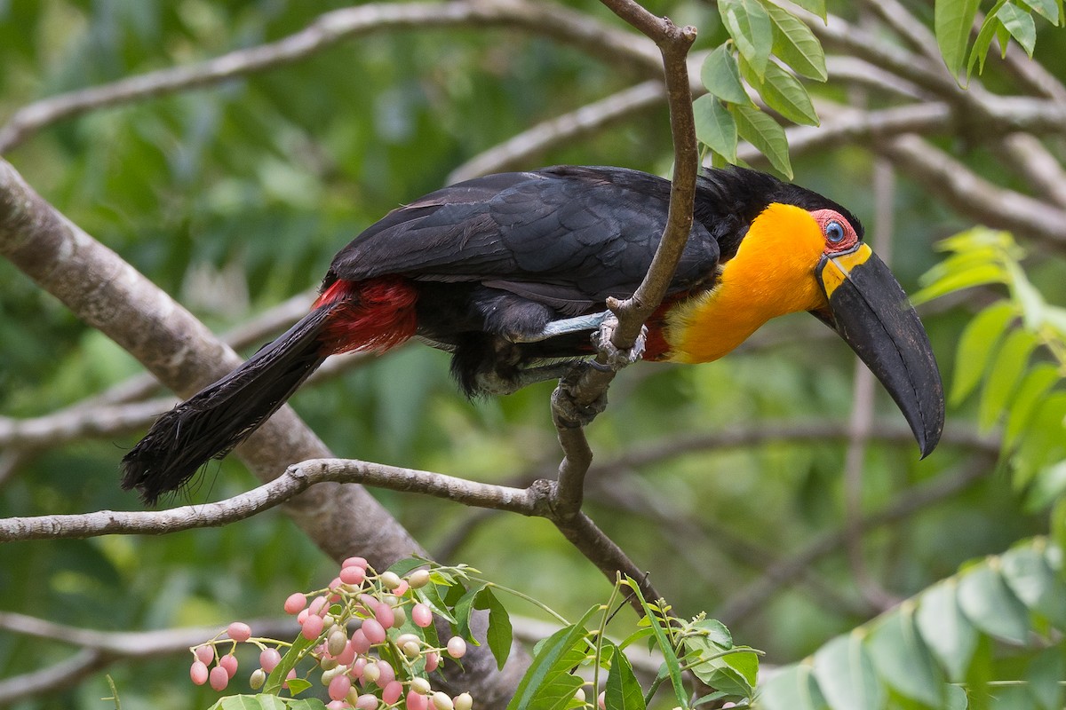 Channel-billed Toucan - Ruben Gaasenbeek