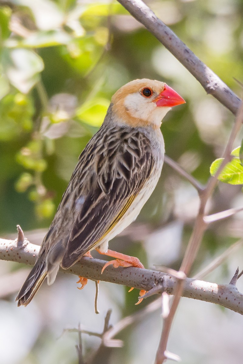 Red-billed Quelea - ML204355571