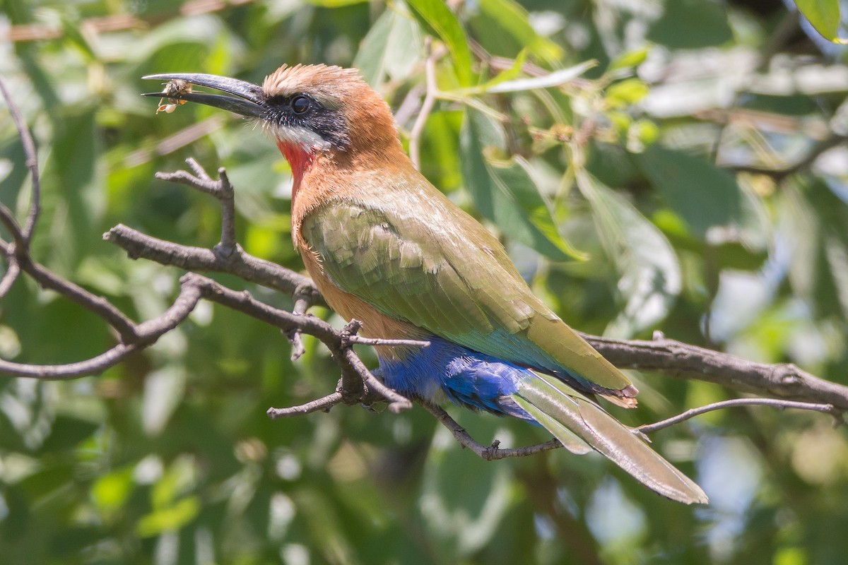 White-fronted Bee-eater - Ruben Gaasenbeek