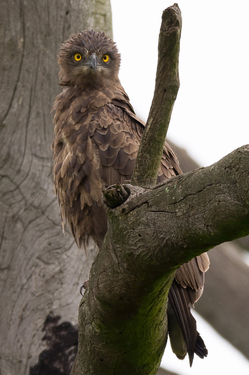 Brown Snake-Eagle - ML204355641