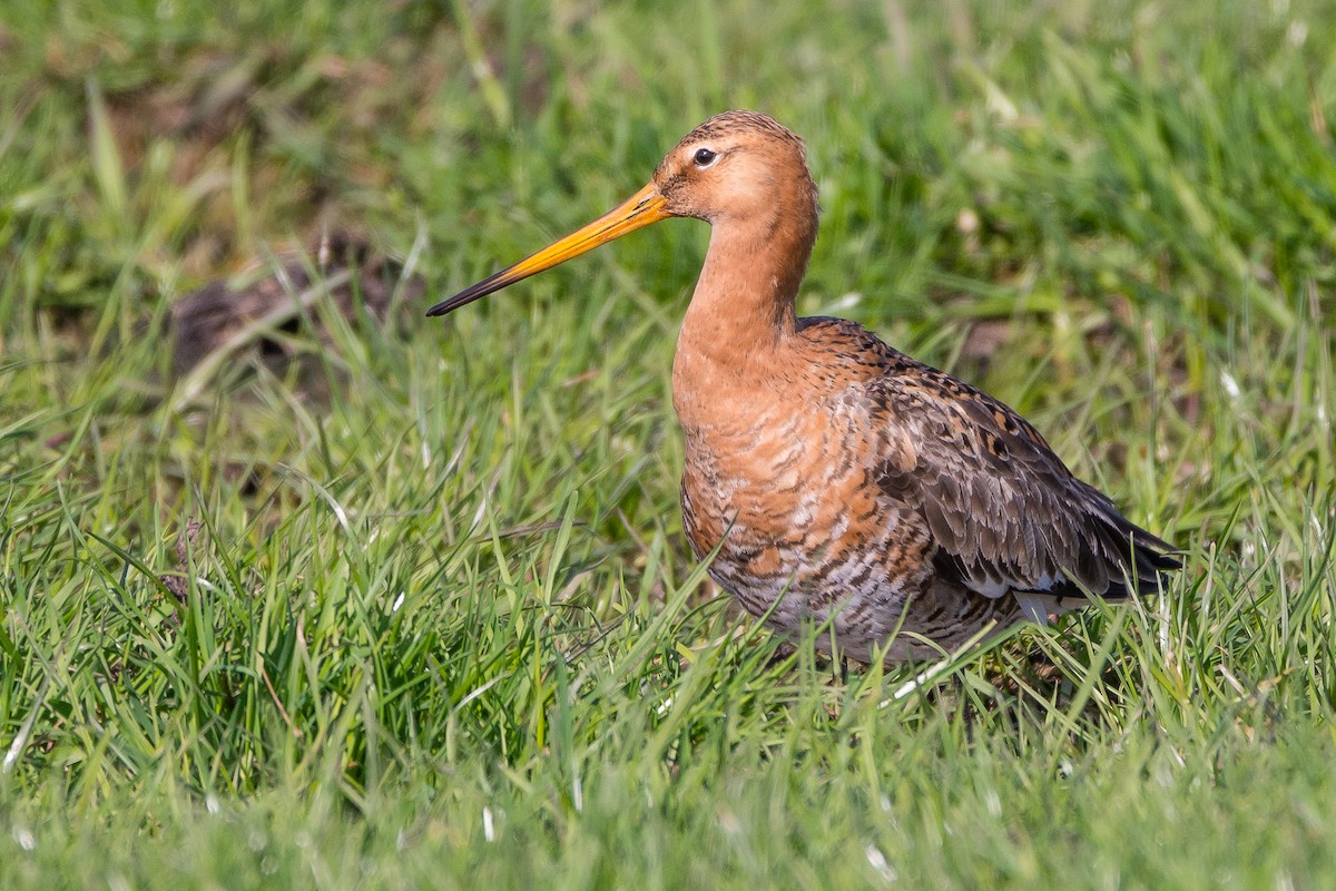 Black-tailed Godwit - ML204355701