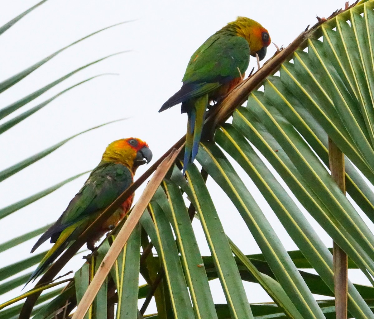 Golden-capped Parakeet - Paul Bartlett