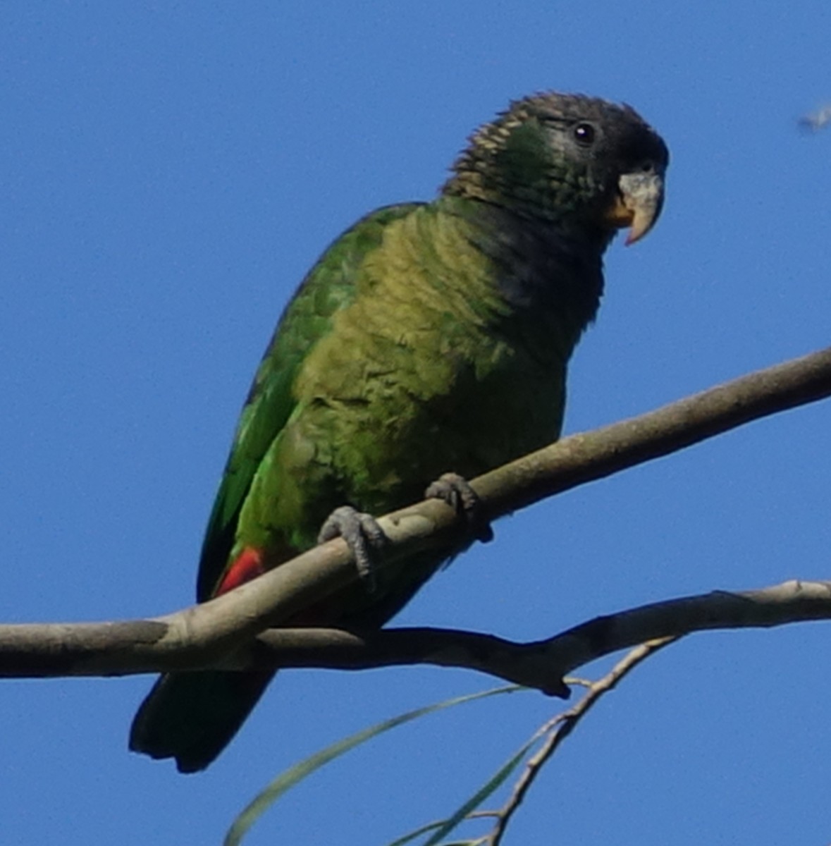Папуга-червоногуз зеленощокий - ML204355981