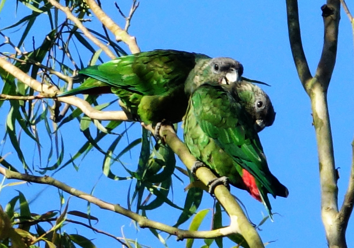 Папуга-червоногуз зеленощокий - ML204355991
