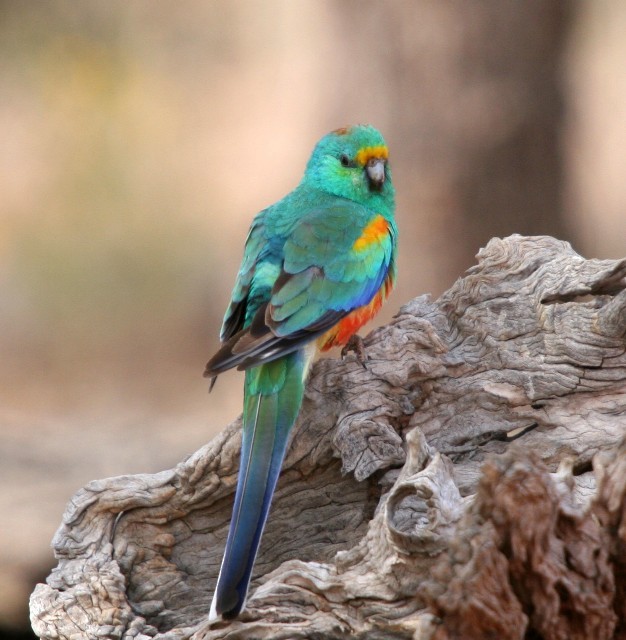 Mulga Parrot - ML204356051