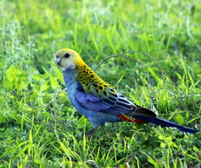 Pale-headed Rosella - ML204356091